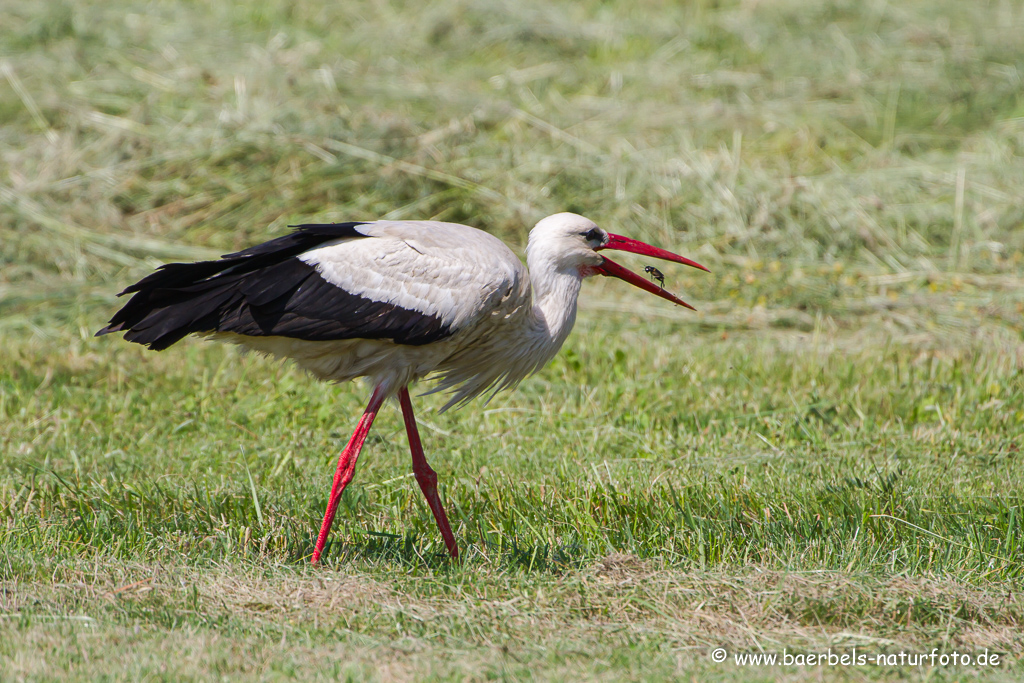 Weissstorch