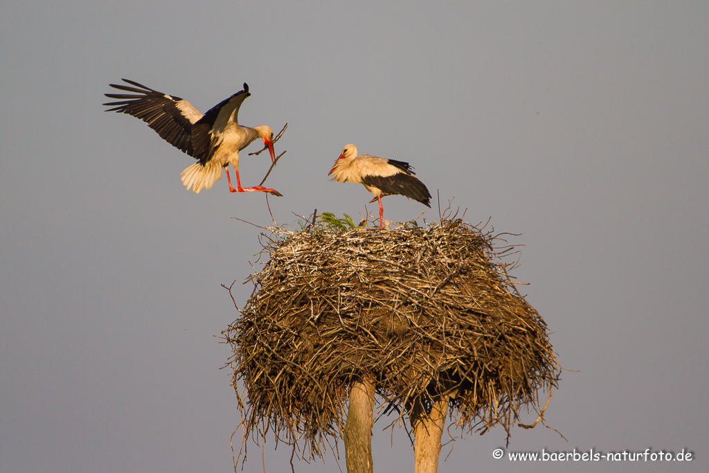 Weissstorch