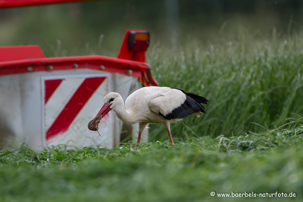 Weissstorch