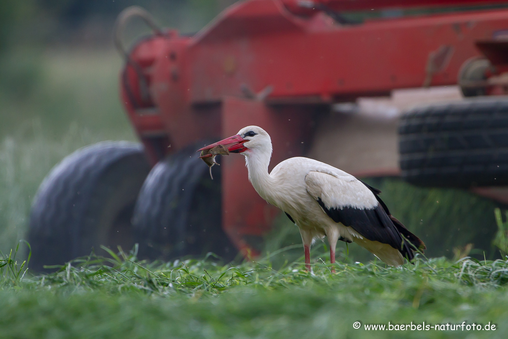 Weissstorch