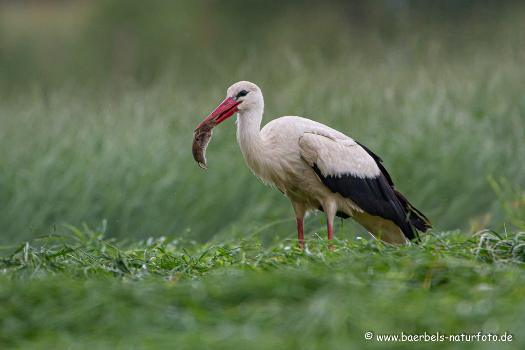 Weissstorch