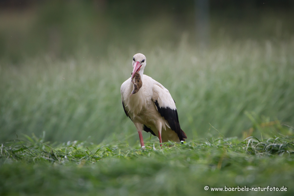 Weissstorch