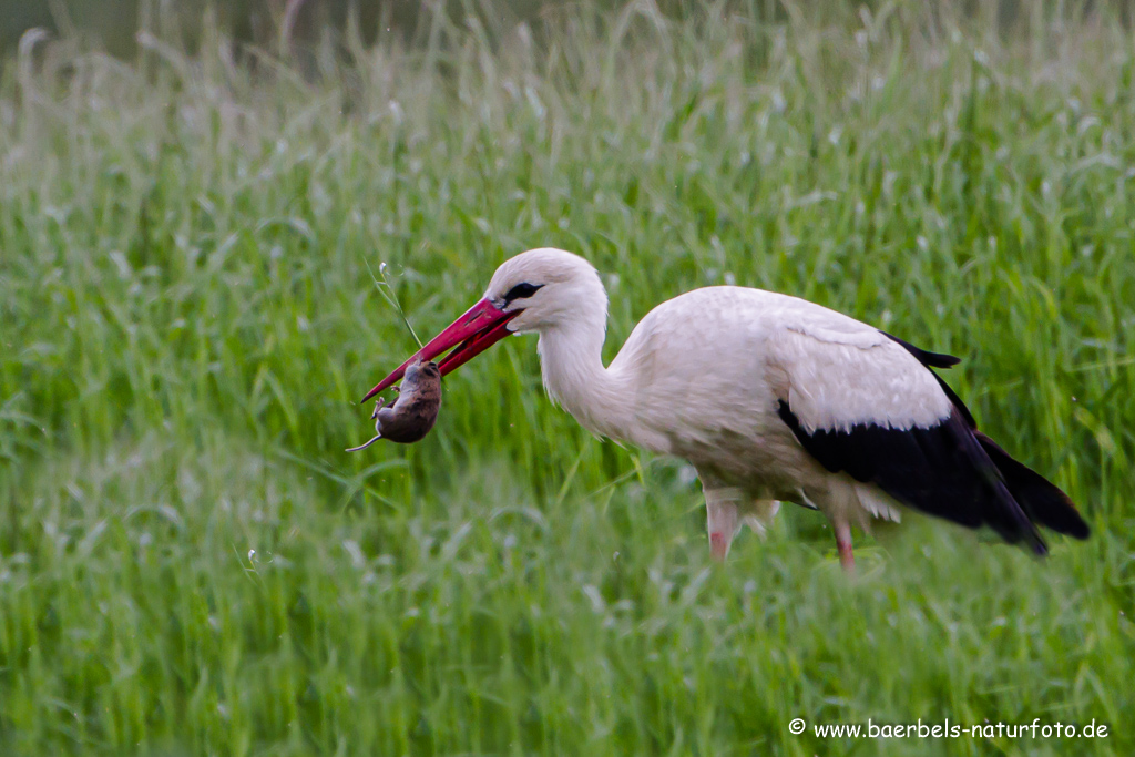 Weissstorch