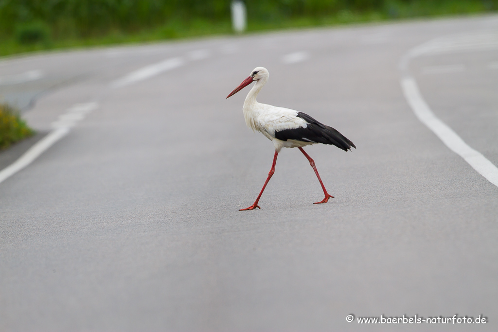 Weissstorch