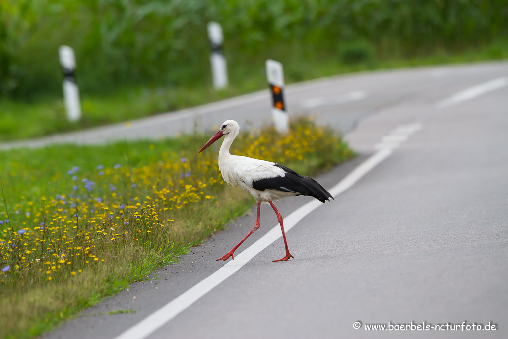 Weissstorch