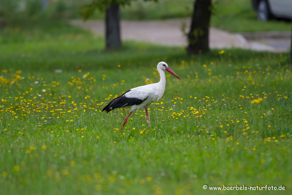 Weissstorch