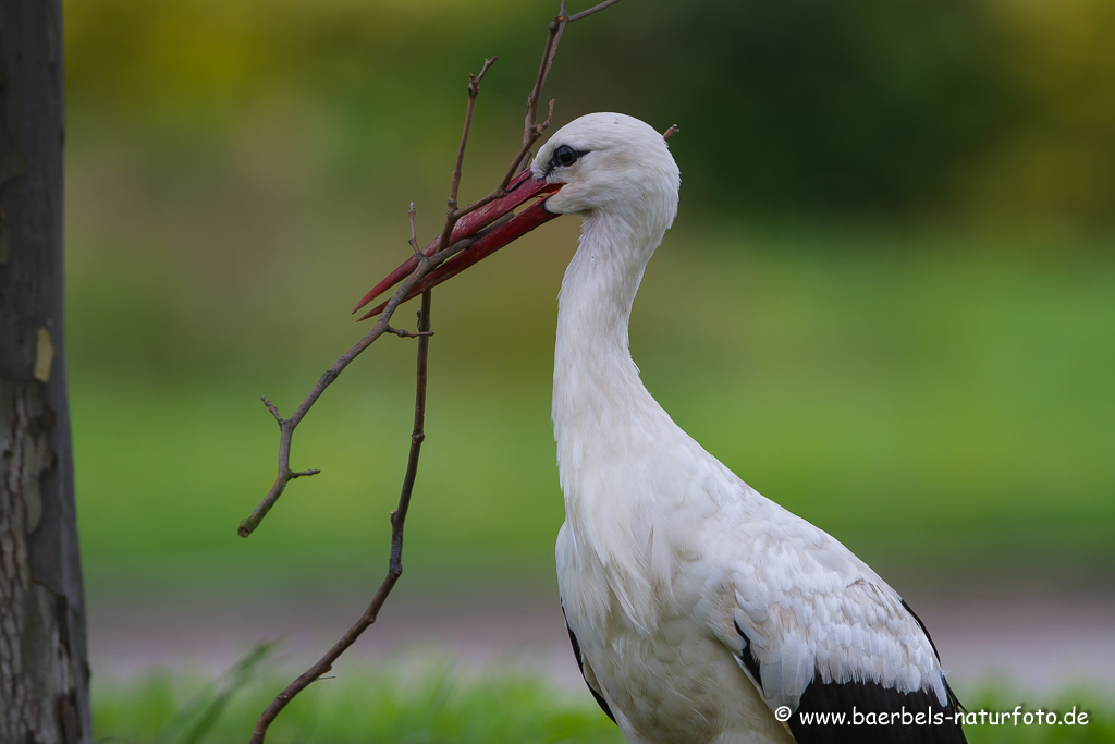 Weissstorch