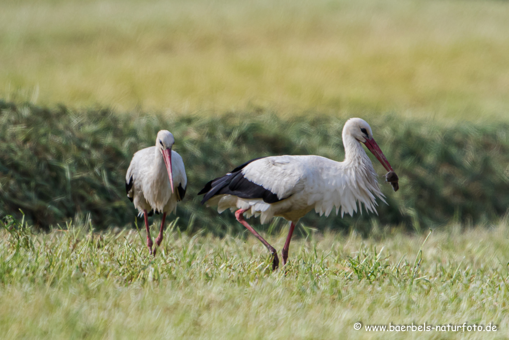 Weissstorch