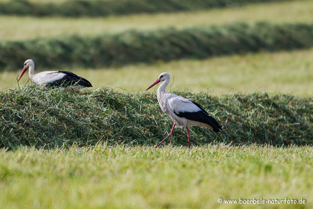 Weissstorch