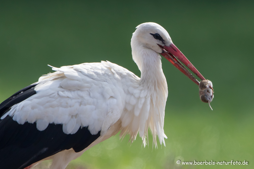 Weissstorch