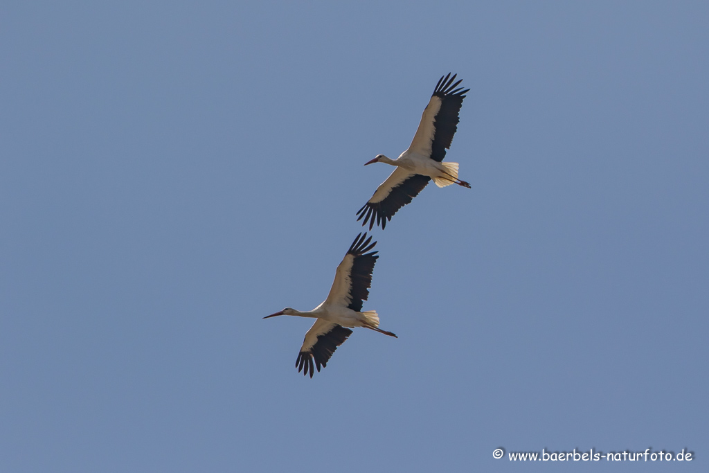 Weissstorch