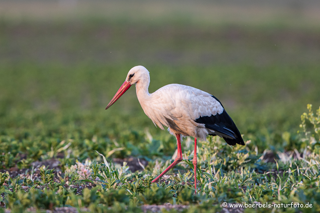 Weissstorch