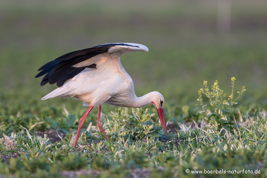 Weissstorch