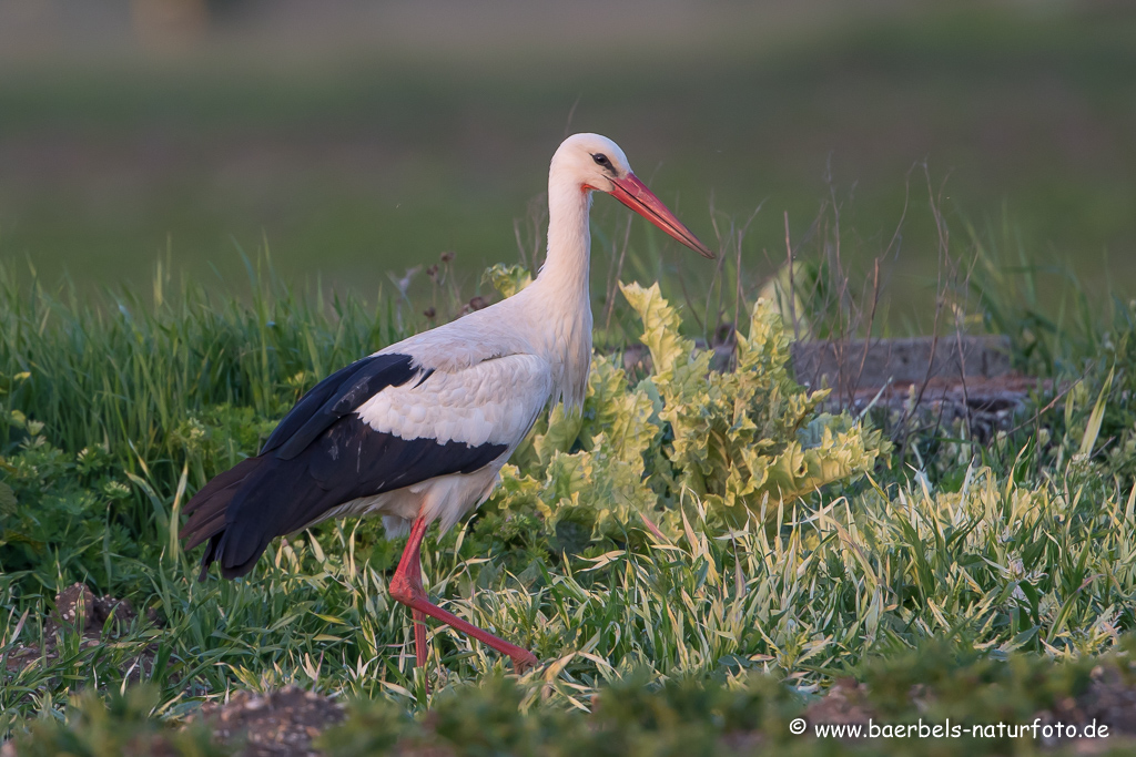 Weissstorch