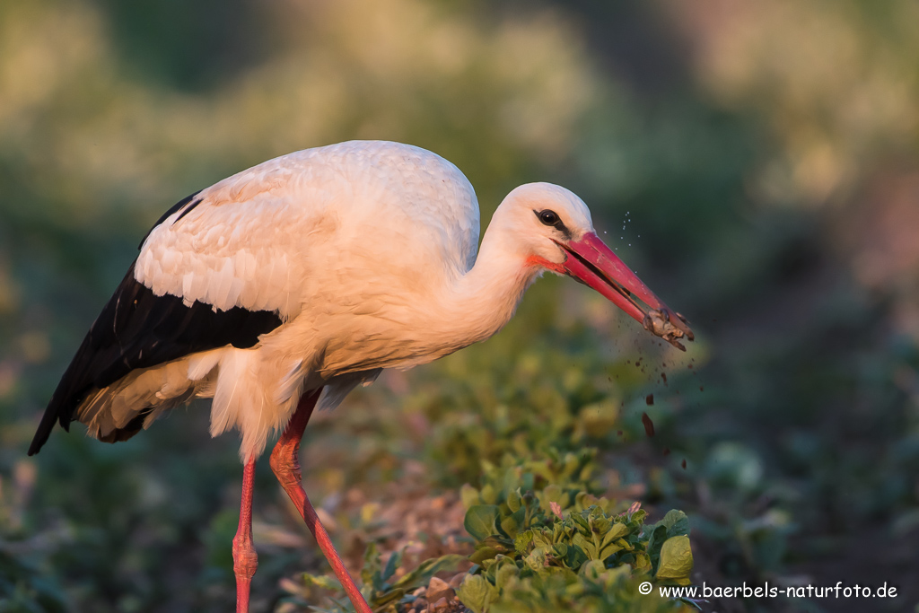 Weissstorch