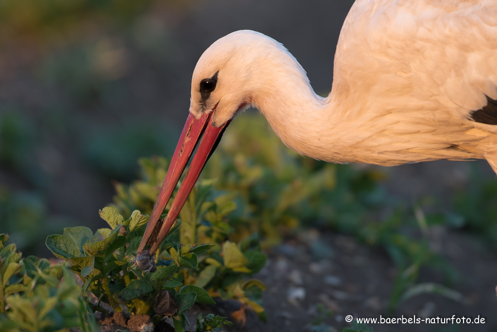 Weissstorch