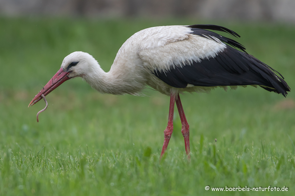 Weissstorch