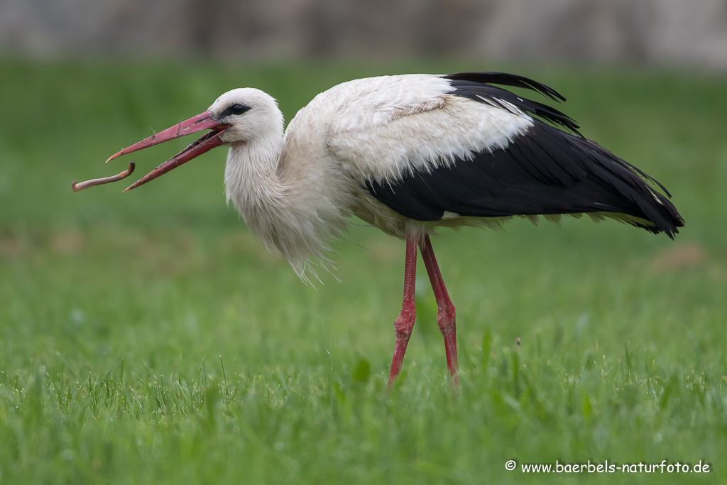 Weissstorch