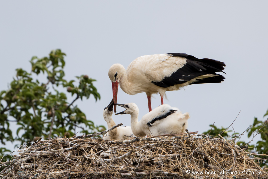 Weissstorch