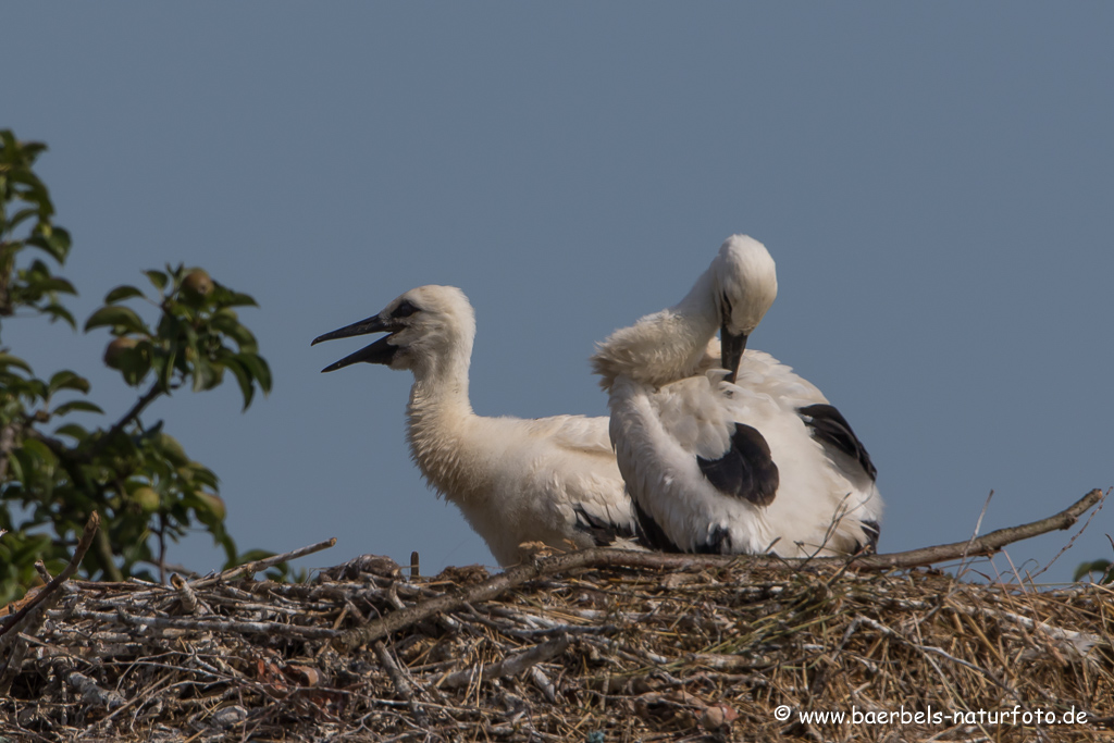 Weissstorch