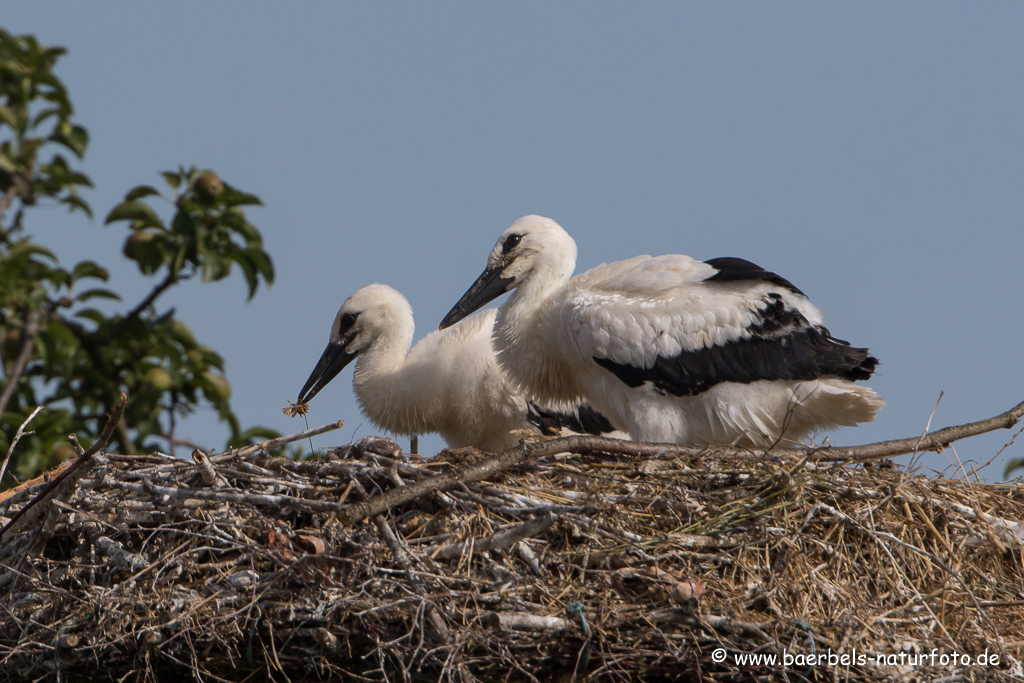 Weissstorch