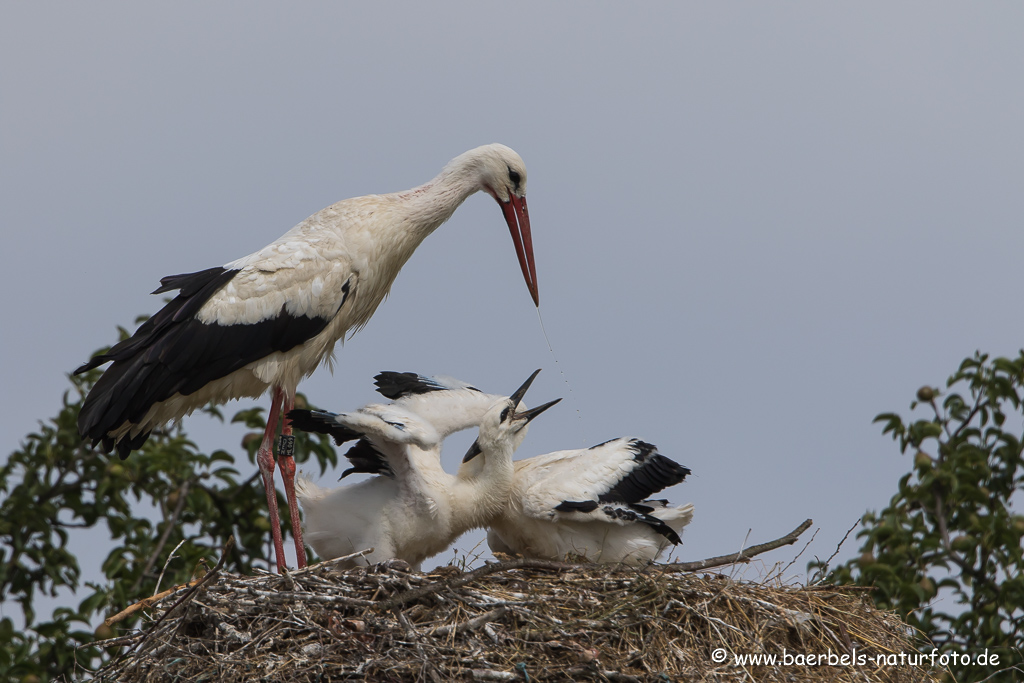 Weissstorch