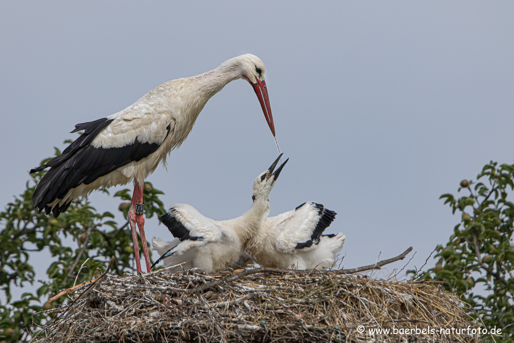 Weissstorch