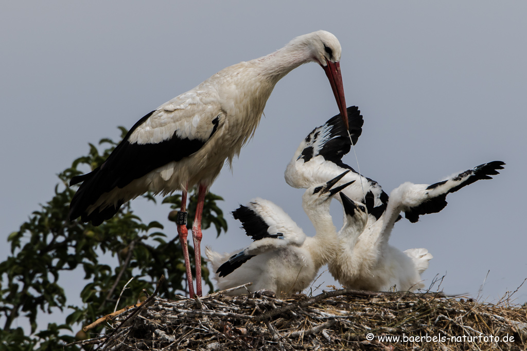 Weissstorch