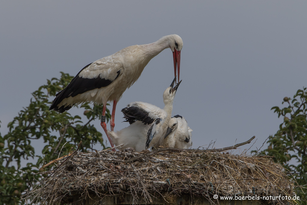 Weissstorch