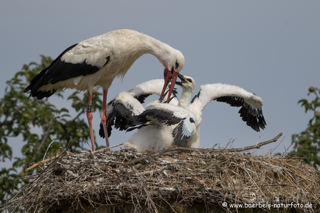 Weissstorch