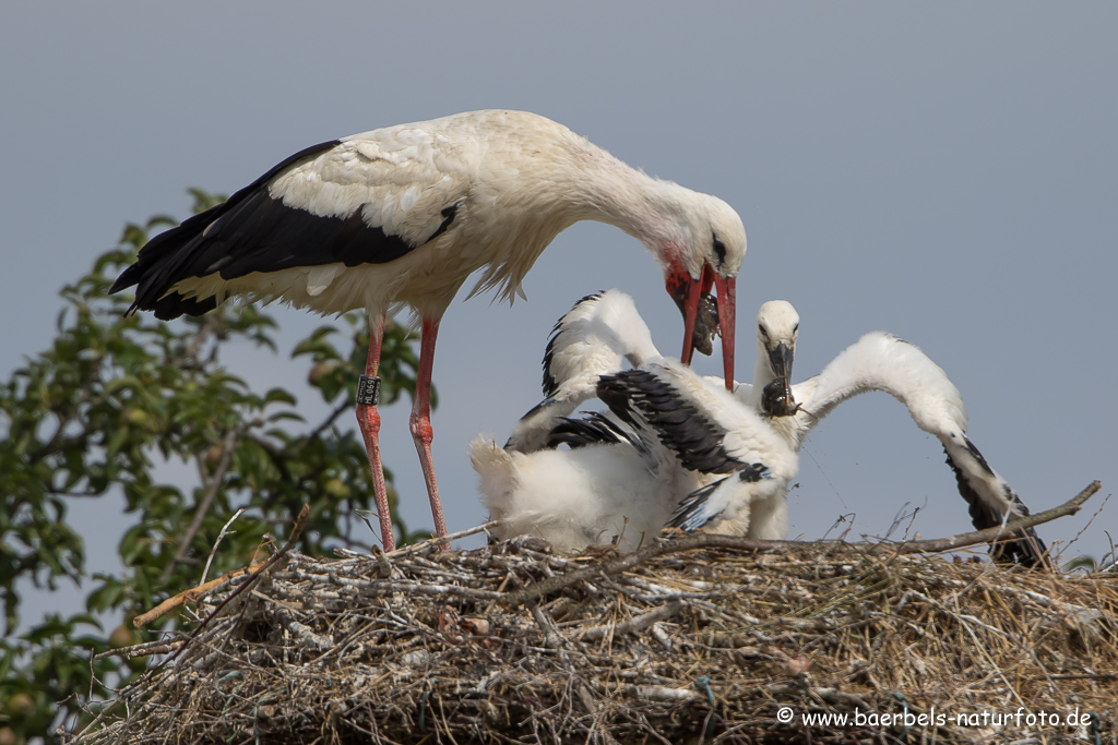 Weissstorch