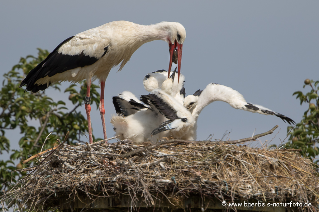 Weissstorch