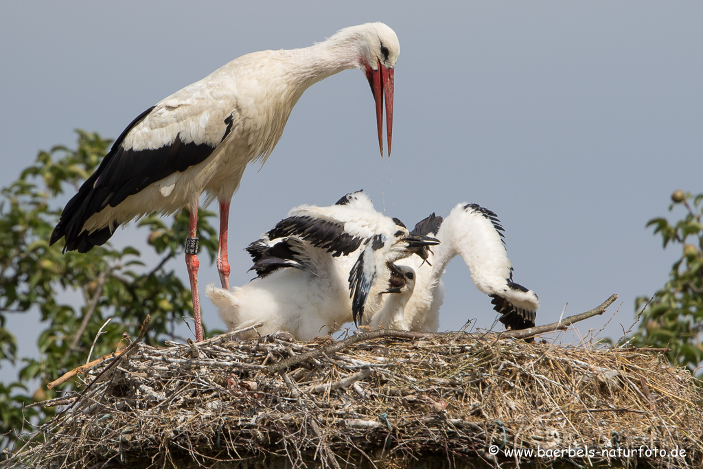 Weissstorch