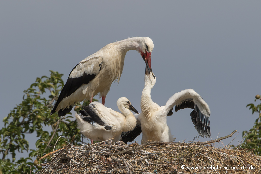 Weissstorch