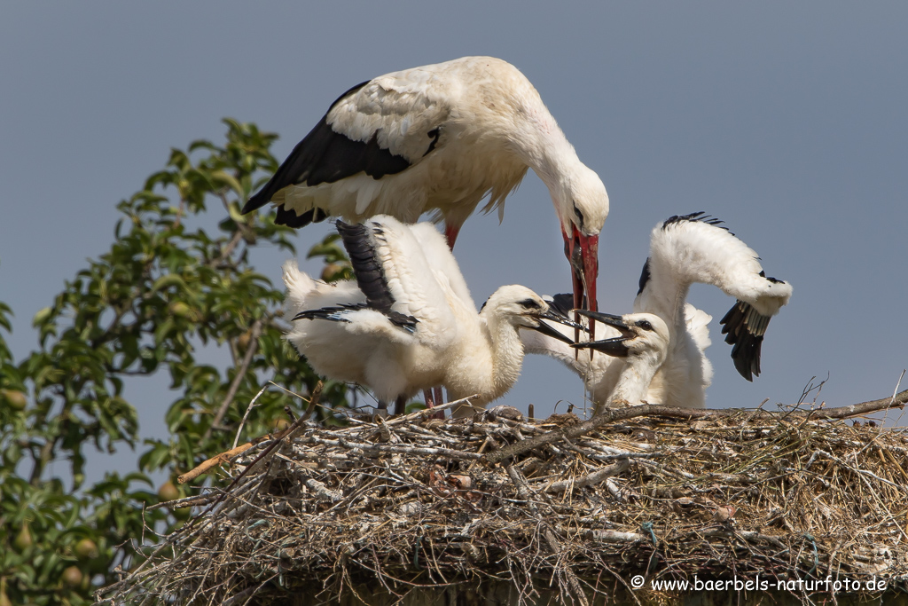 Weissstorch