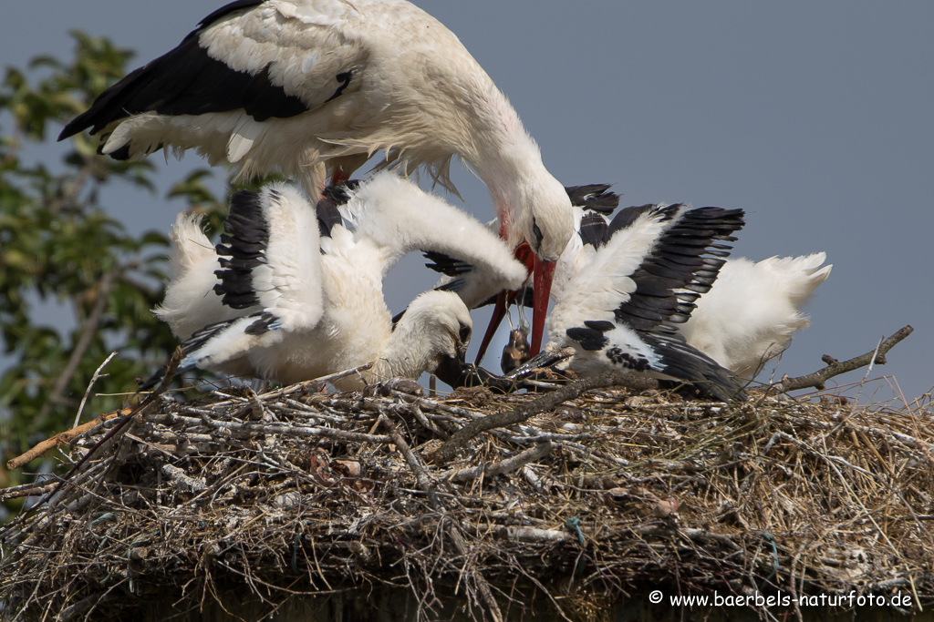 Weissstorch