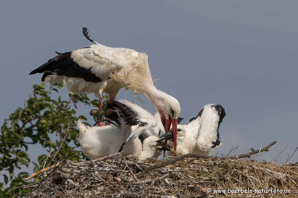 Weissstorch