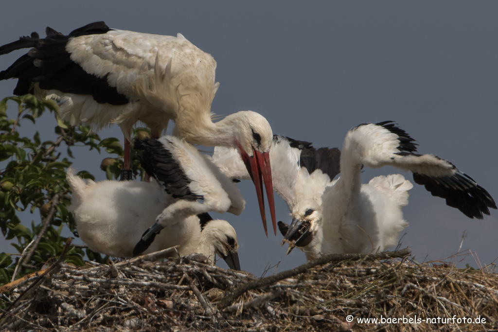 Weissstorch