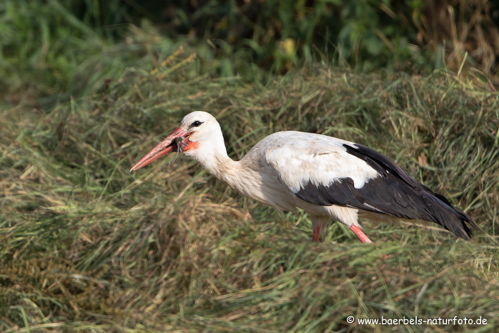 Weissstorch