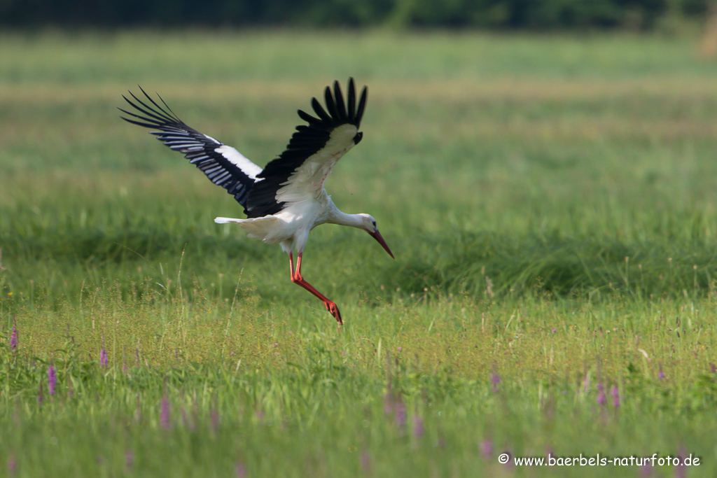 Weissstorch