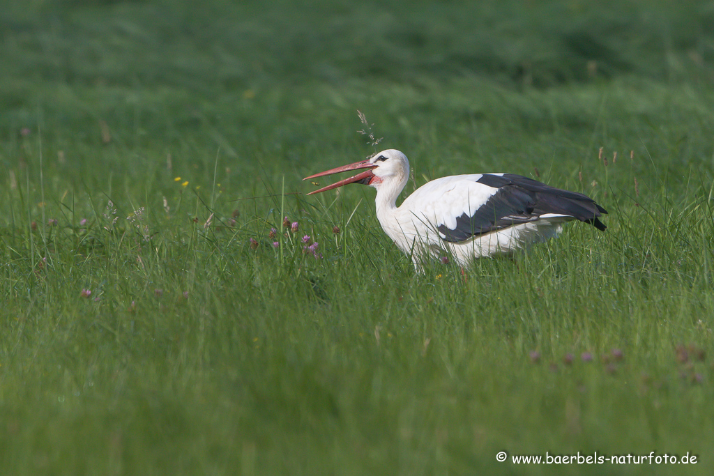 Weissstorch