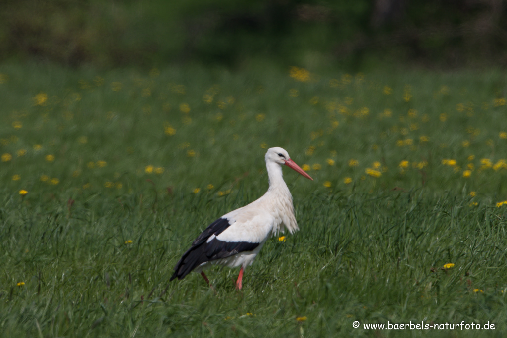 Weissstorch