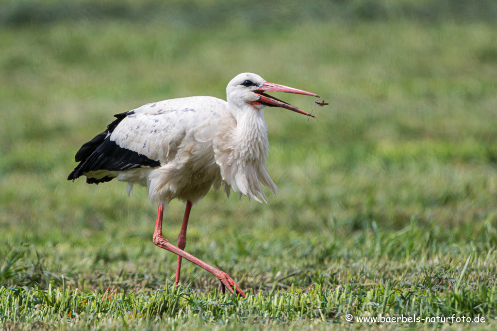 Weissstorch