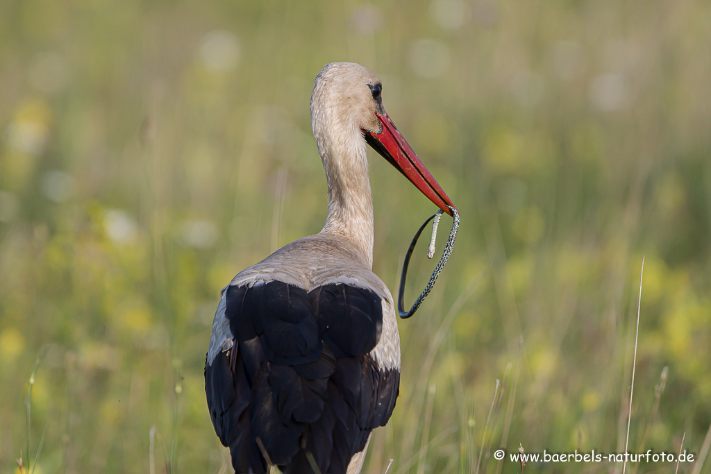 Weissstorch