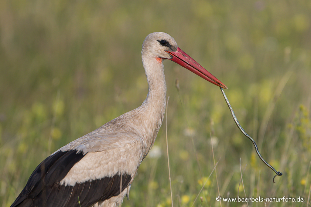 Weissstorch