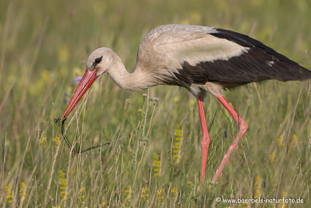 Weissstorch