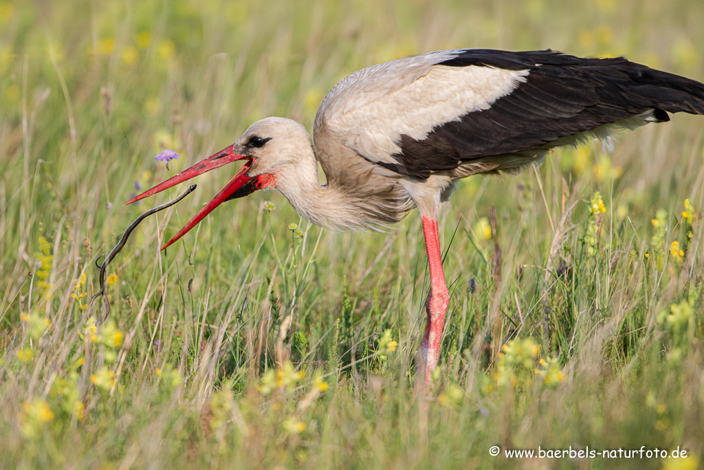 Weissstorch