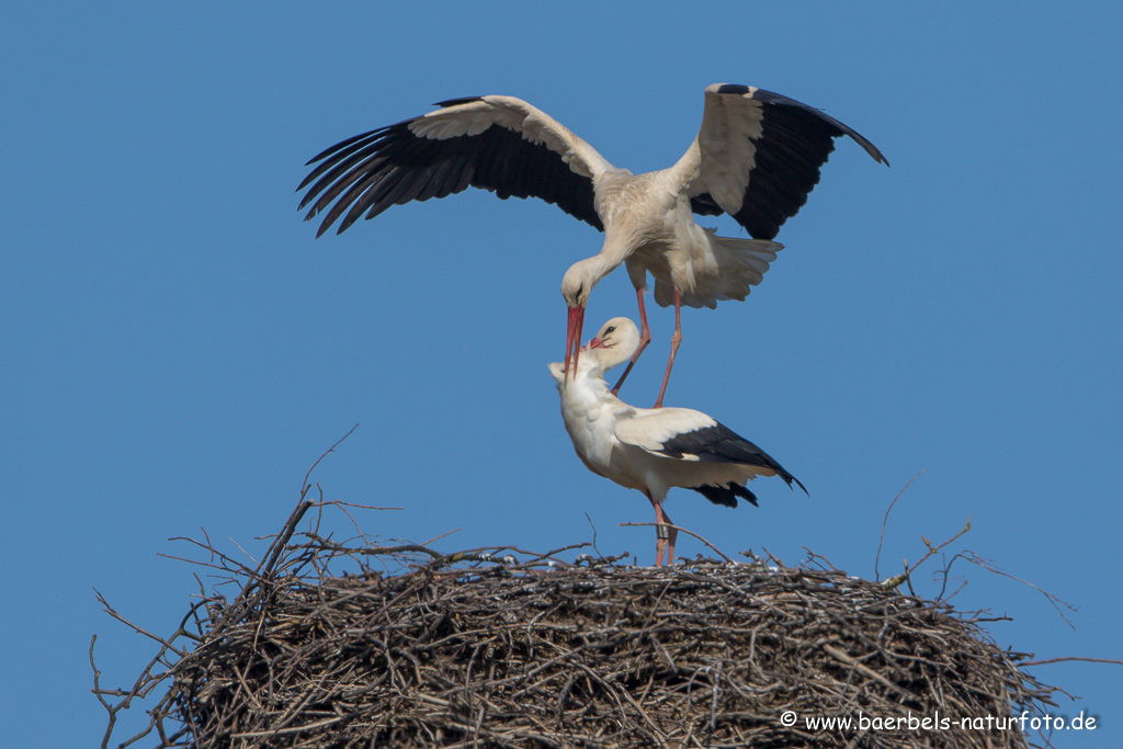 Weissstorch