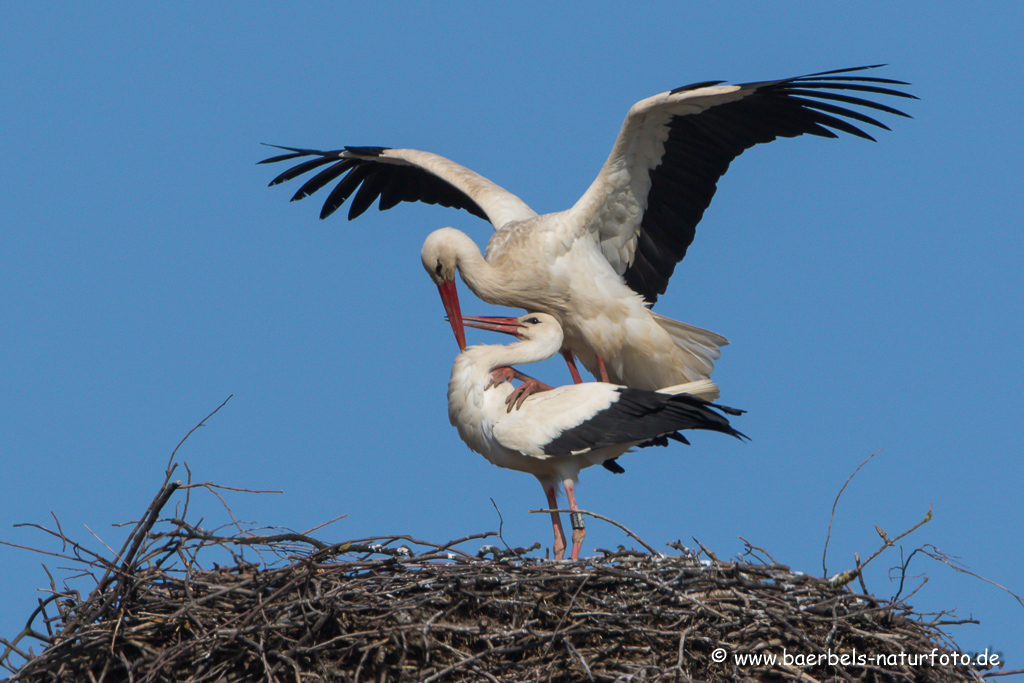 Weissstorch