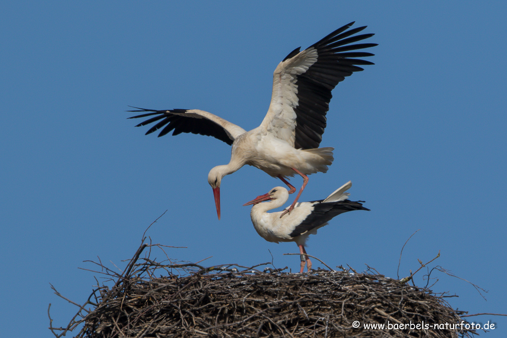 Weissstorch